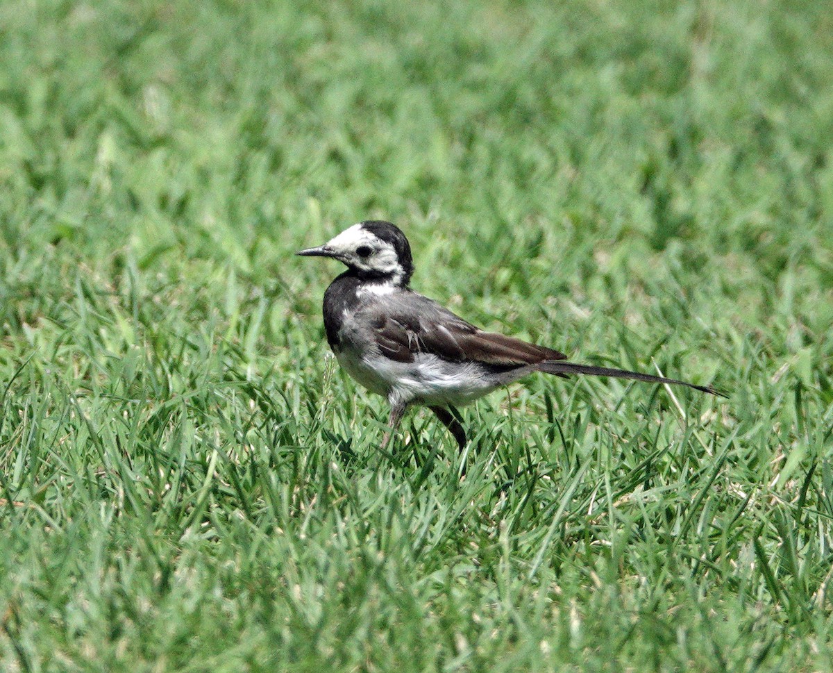 ハクセキレイ - ML643616704