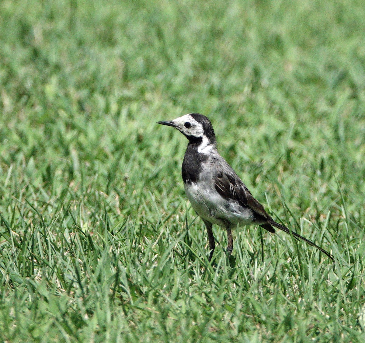 ハクセキレイ - ML643616705