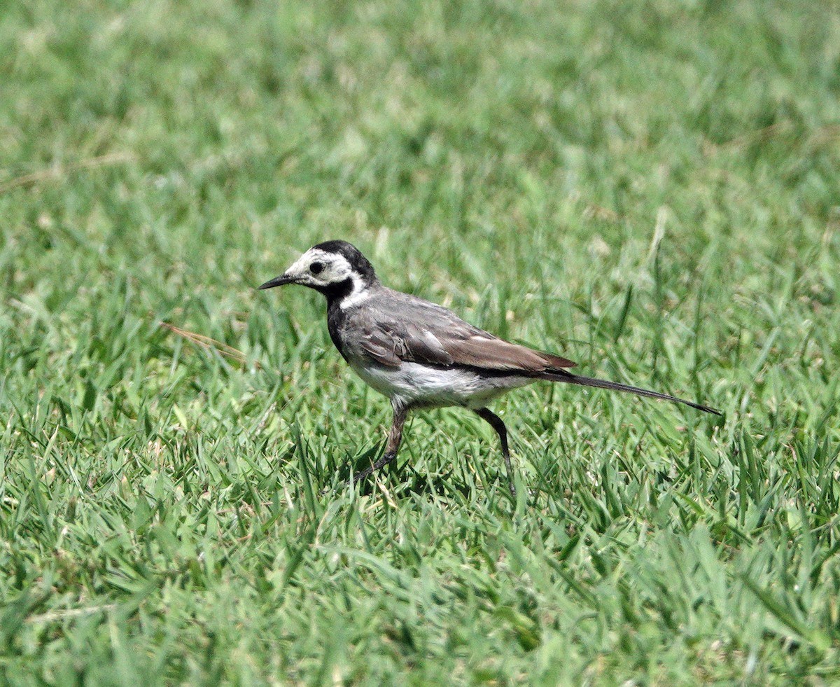 ハクセキレイ - ML643616706