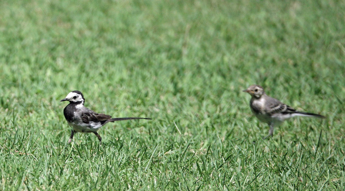 ハクセキレイ - ML643616707