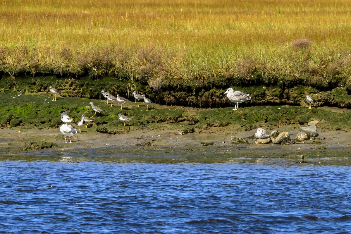 Lesser Yellowlegs - ML643616712