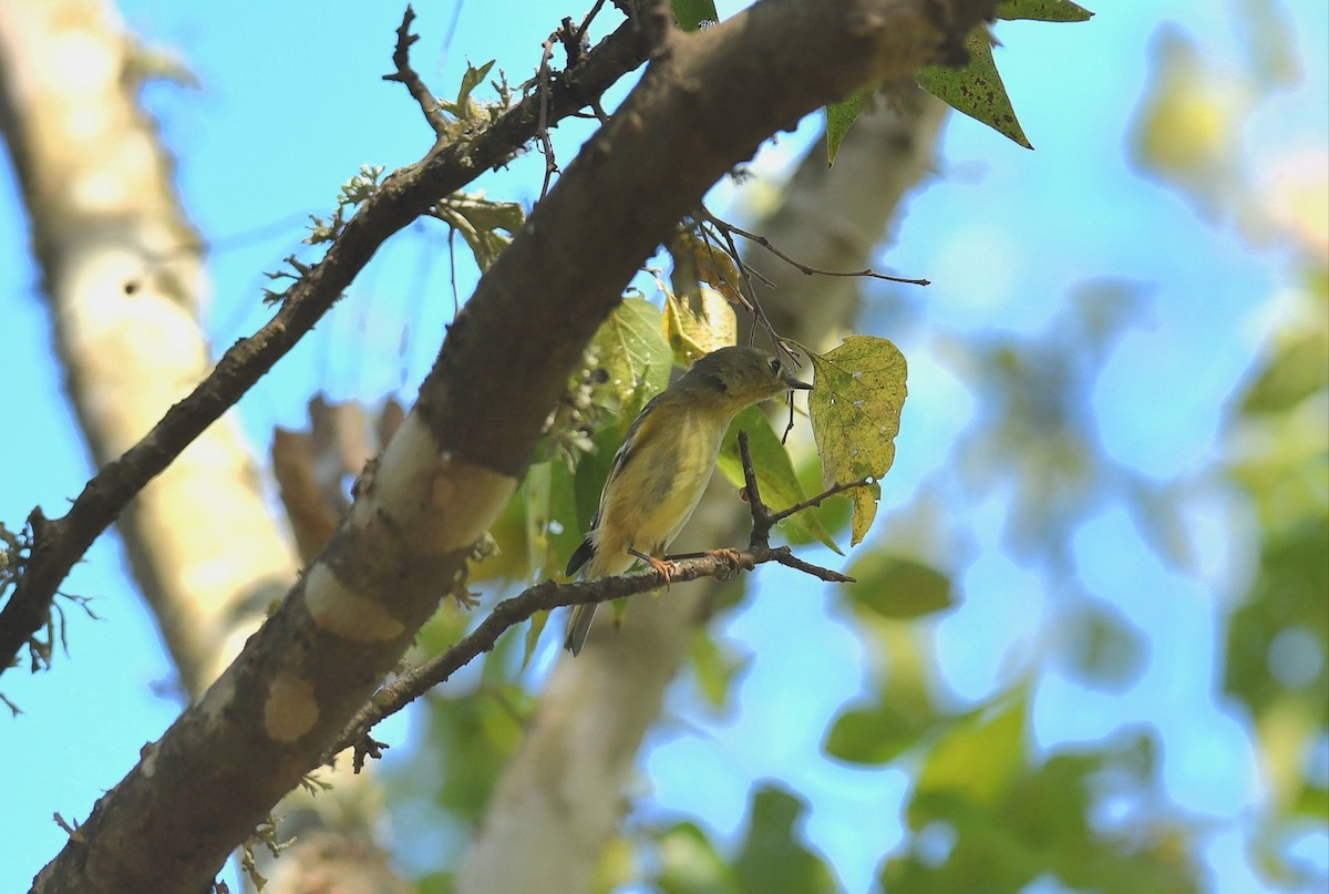 Ruby-crowned Kinglet - ML643616714