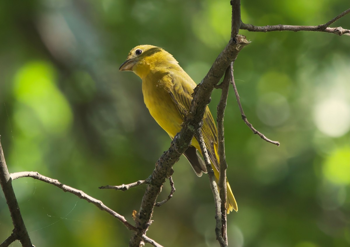 Summer Tanager - ML643616718