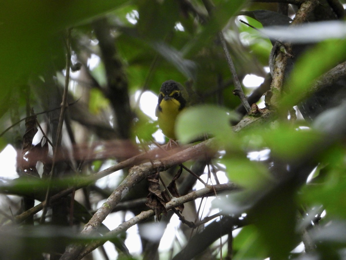 Kentucky Warbler - ML643616722