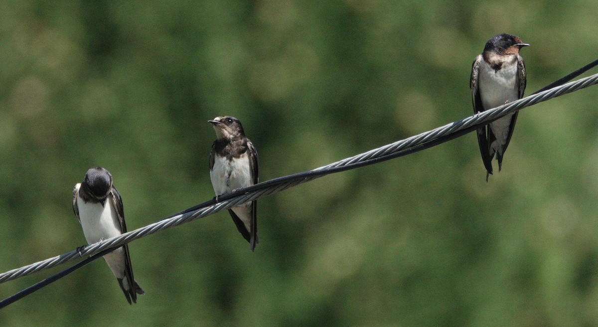 ツバメ - ML643616727