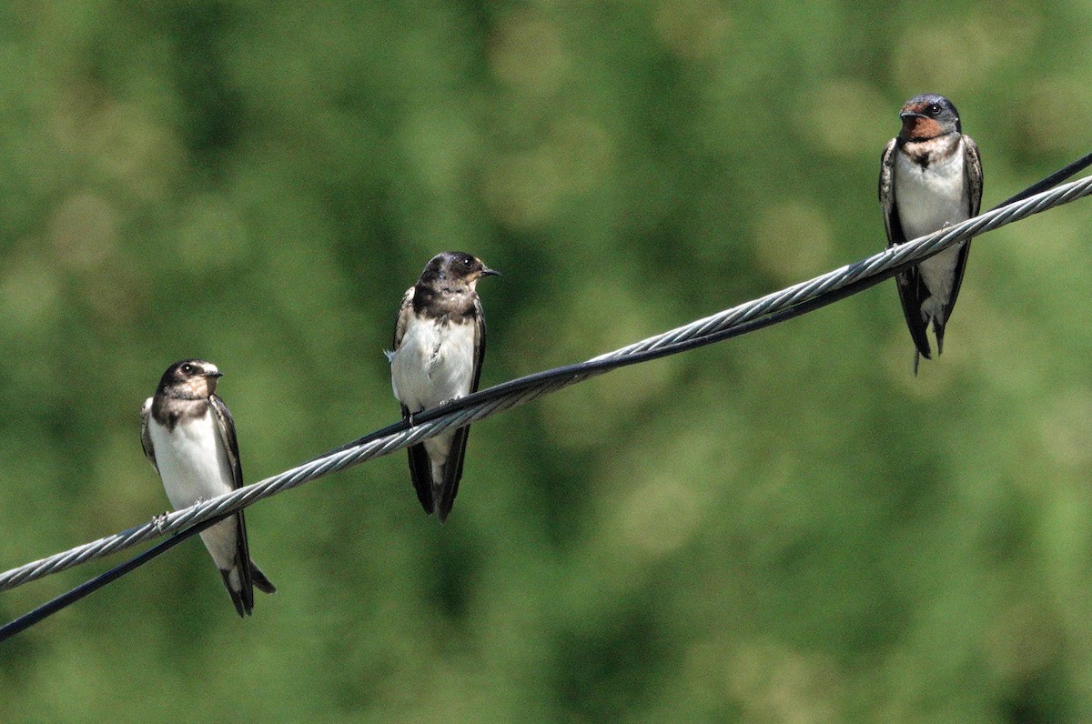 ツバメ - ML643616728