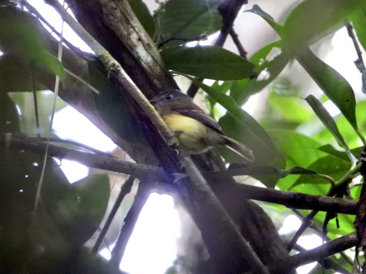 Tawny-chested Flycatcher - ML643616789
