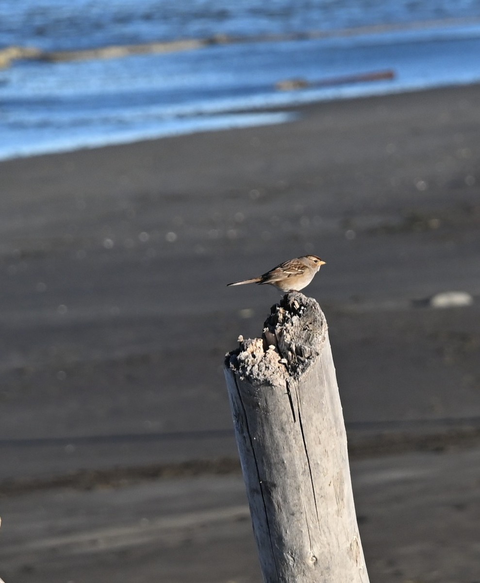White-crowned Sparrow - ML643616790