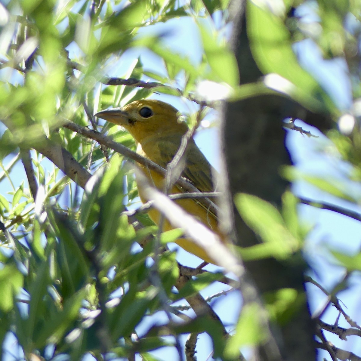 Summer Tanager - ML643616799
