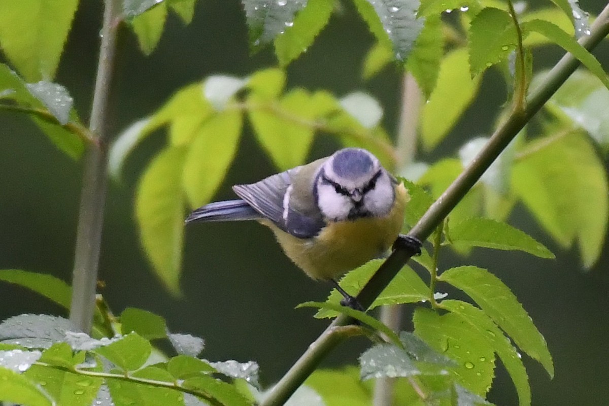 Eurasian Blue Tit - ML643616811