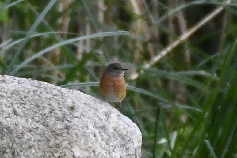 Common Redstart - ML643616819