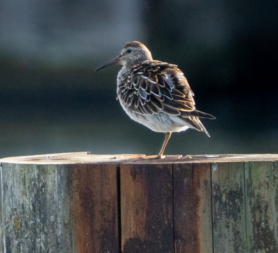 Pectoral Sandpiper - ML643616837