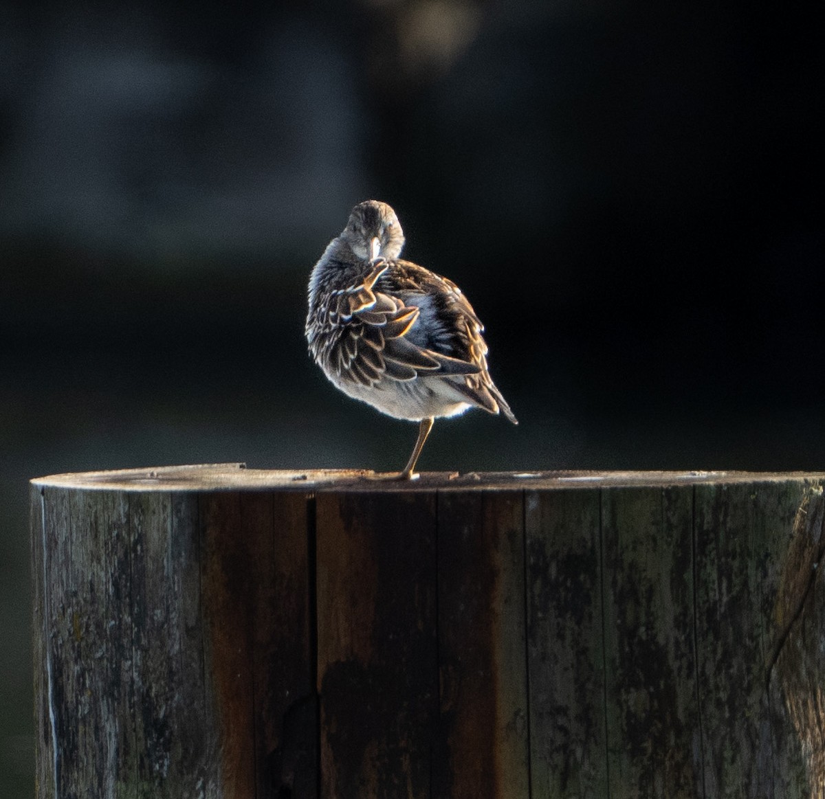 Pectoral Sandpiper - ML643616838