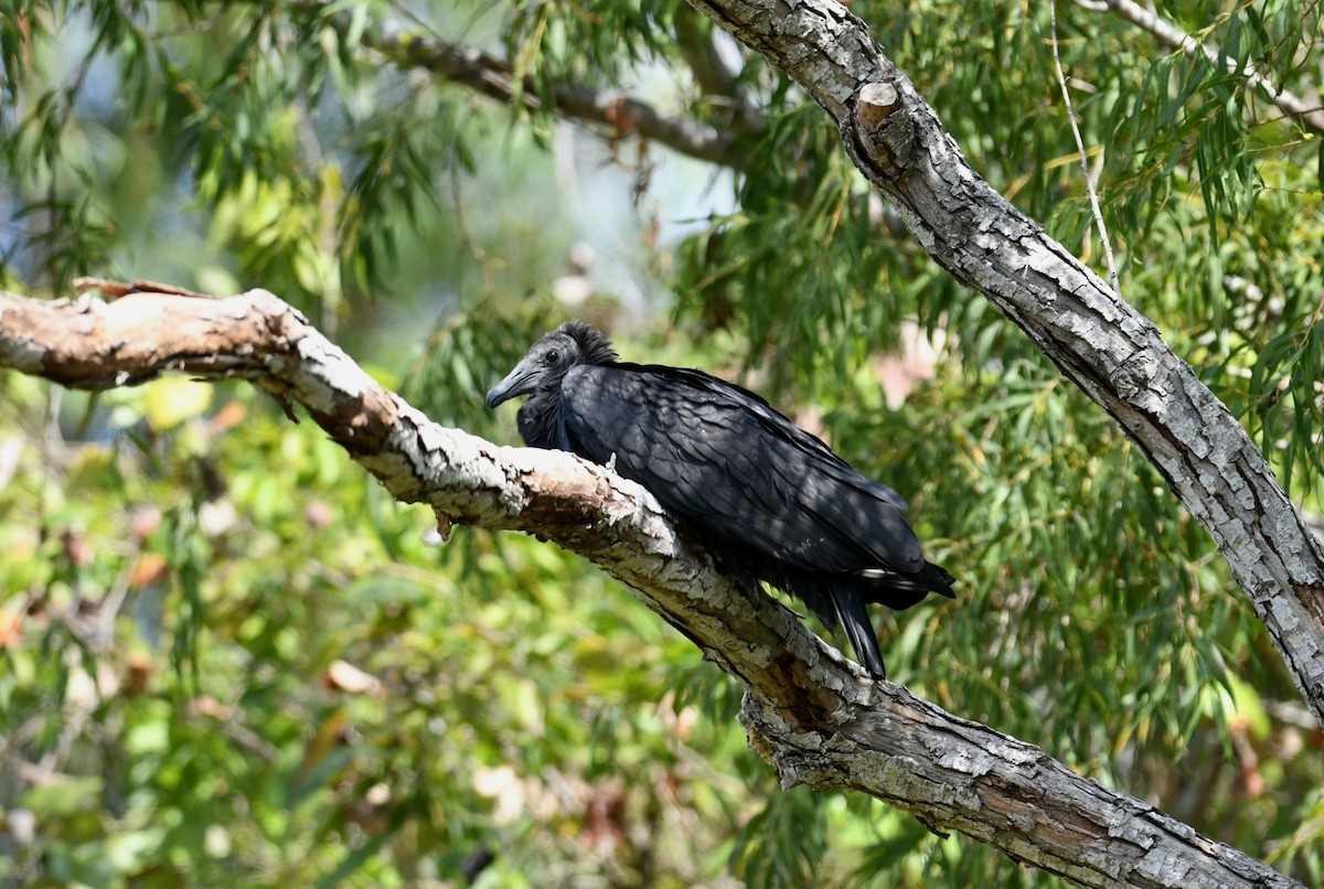 Black Vulture - ML643616851