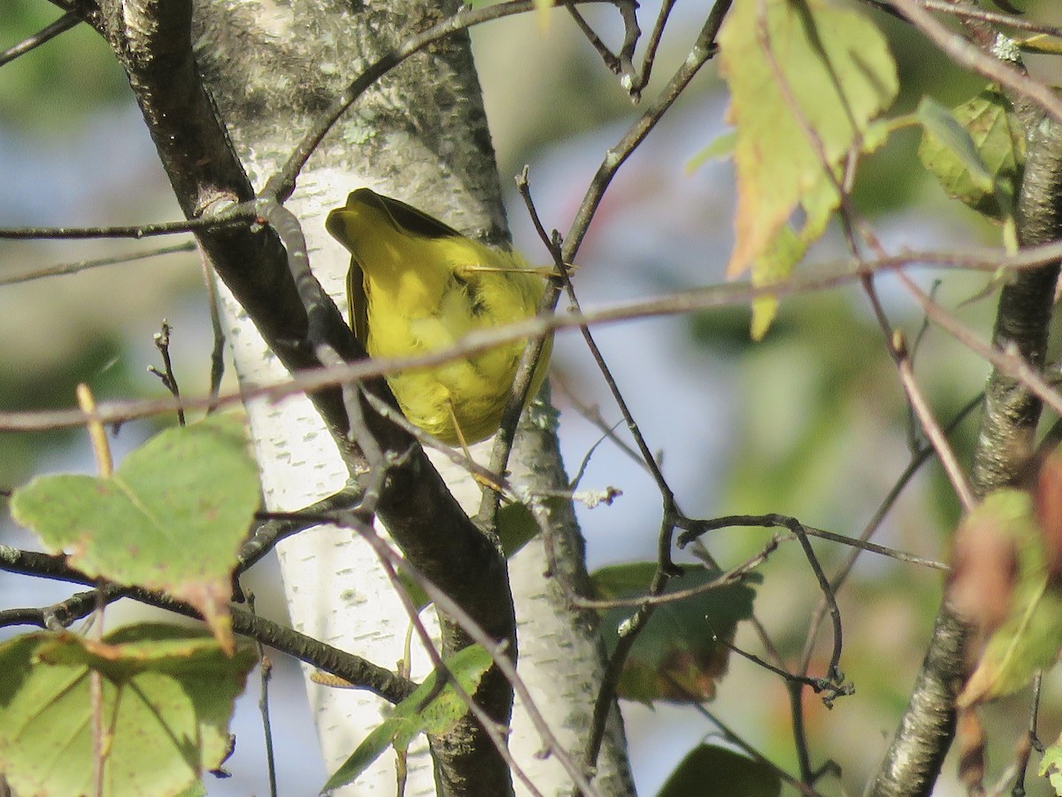 Northern Yellow Warbler - ML643616860