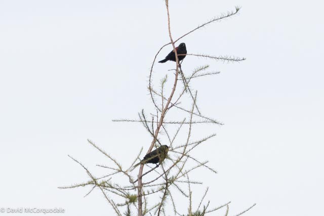 Red-winged Blackbird - ML643616864