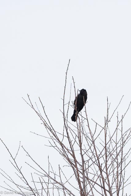 Red-winged Blackbird - ML643616865