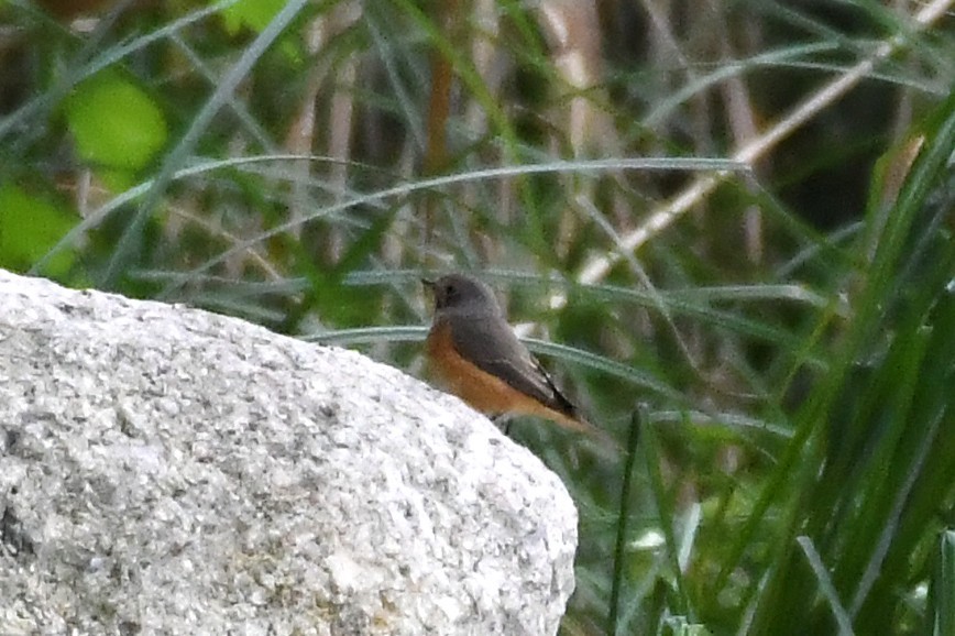 Common Redstart - ML643616896