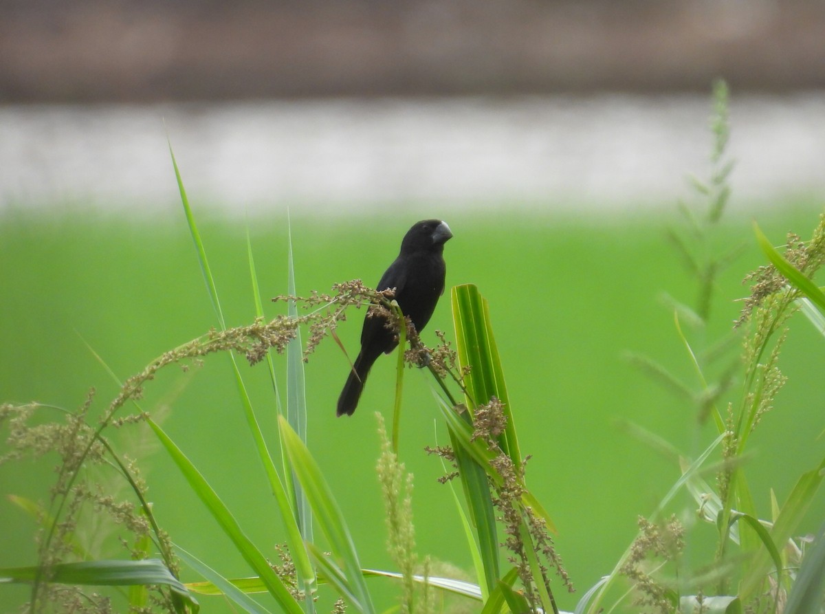 Black-billed Seed-Finch - ML643616945