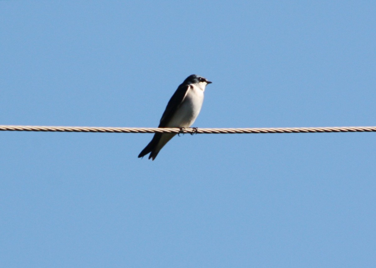 White-rumped Swallow - ML643616955