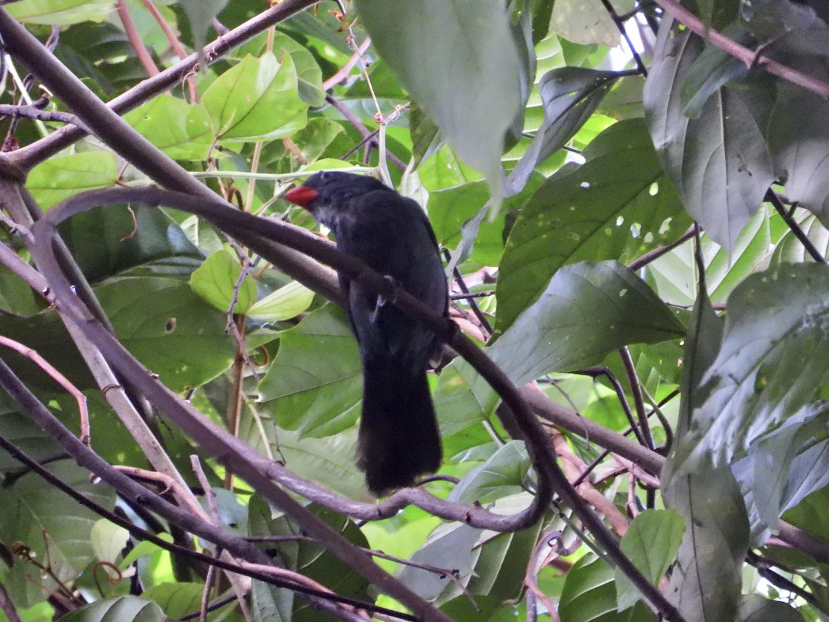 Slate-colored Grosbeak - ML643616960