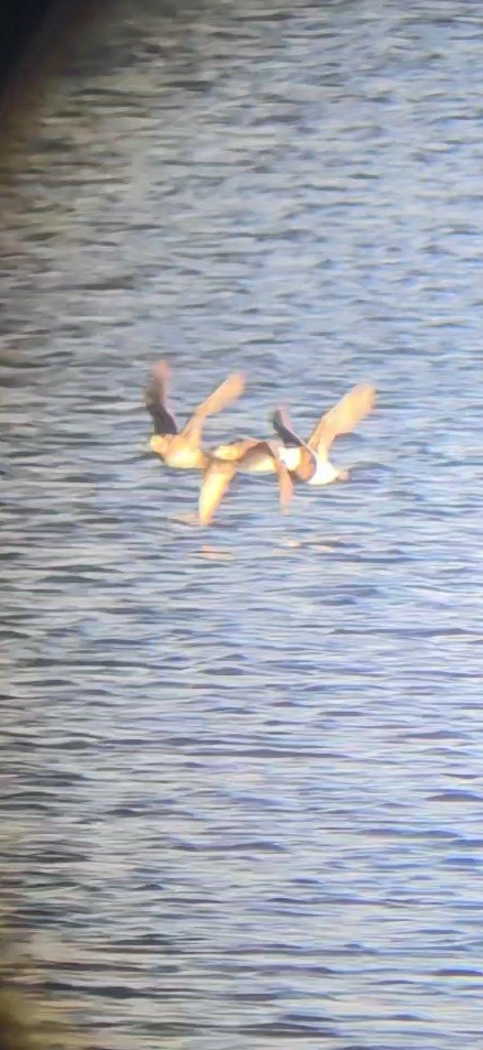 hoholka lední - ML643616966