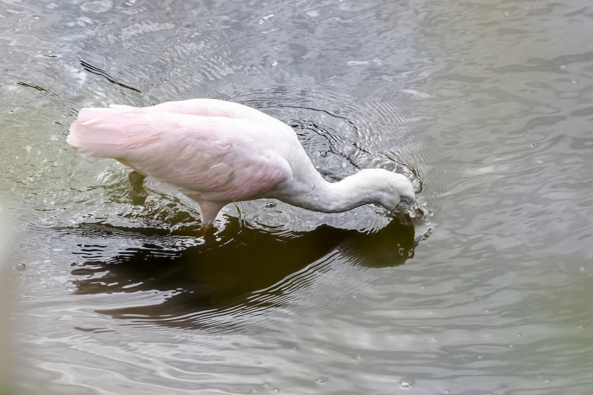 Roseate Spoonbill - ML643616972