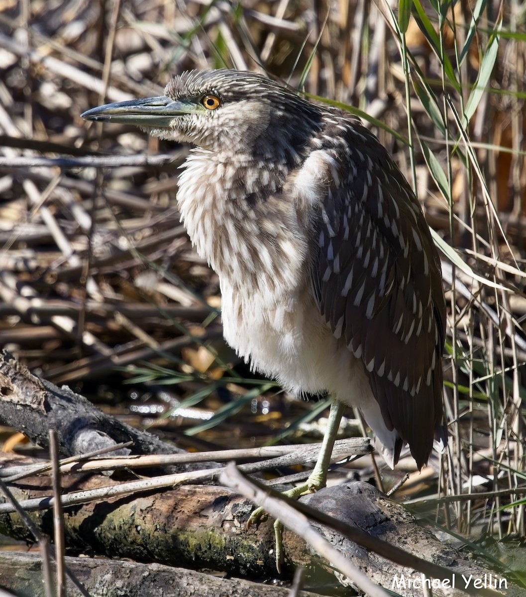 Black-crowned Night Heron - ML643616974