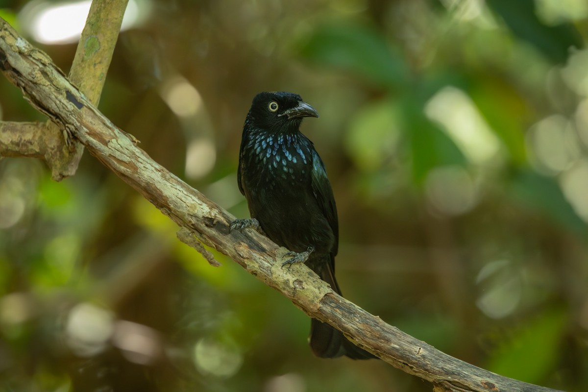 Hair-crested Drongo (Javan) - ML643616975
