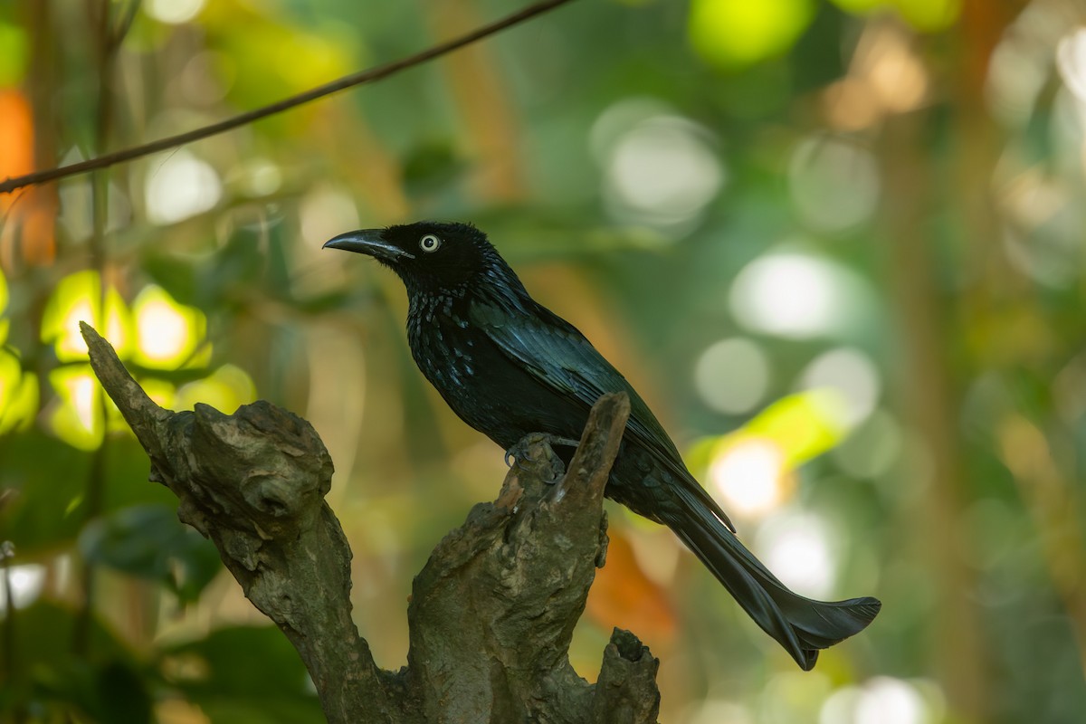 Hair-crested Drongo (Javan) - ML643616976
