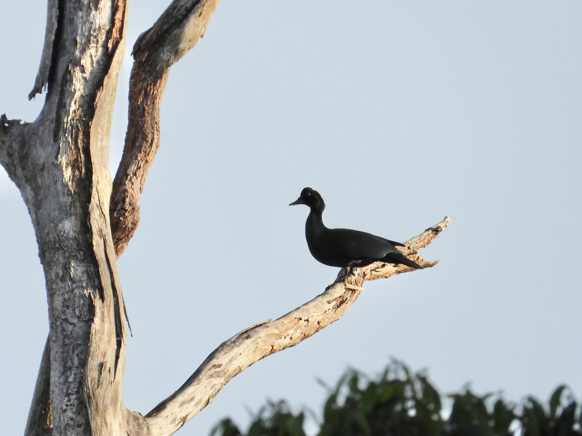 Muscovy Duck - ML643616979