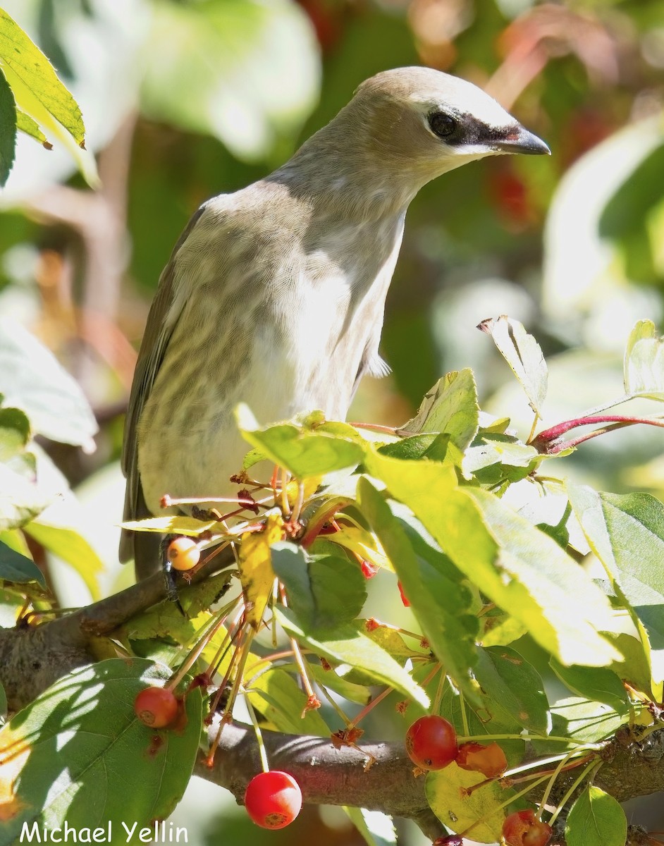 Cedar Waxwing - ML643616985