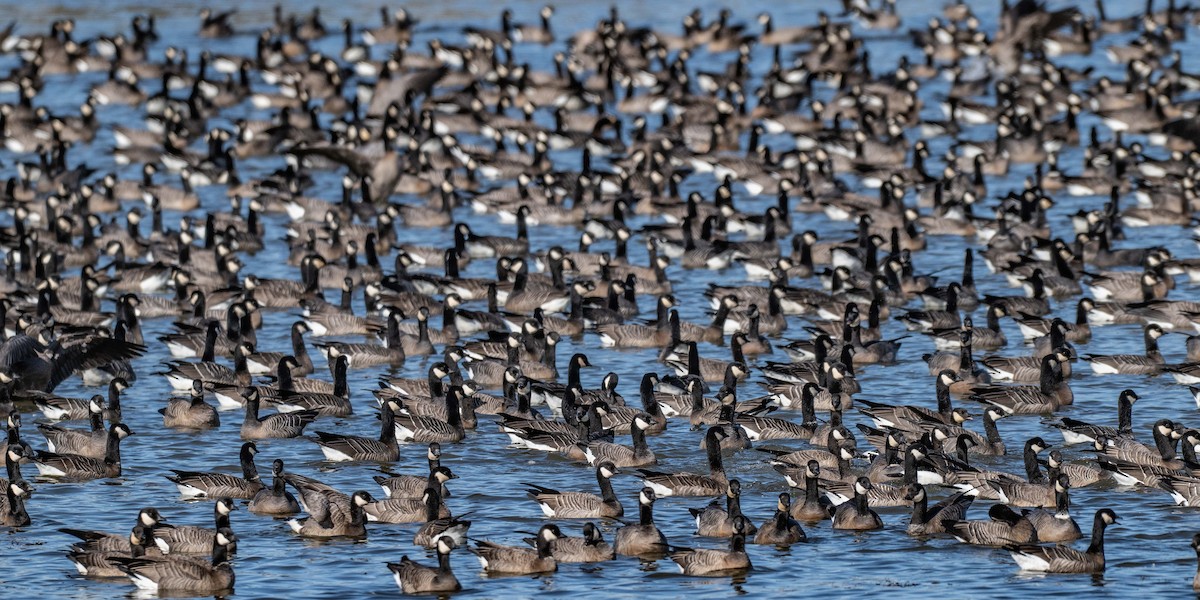 Cackling Goose - ML643616987