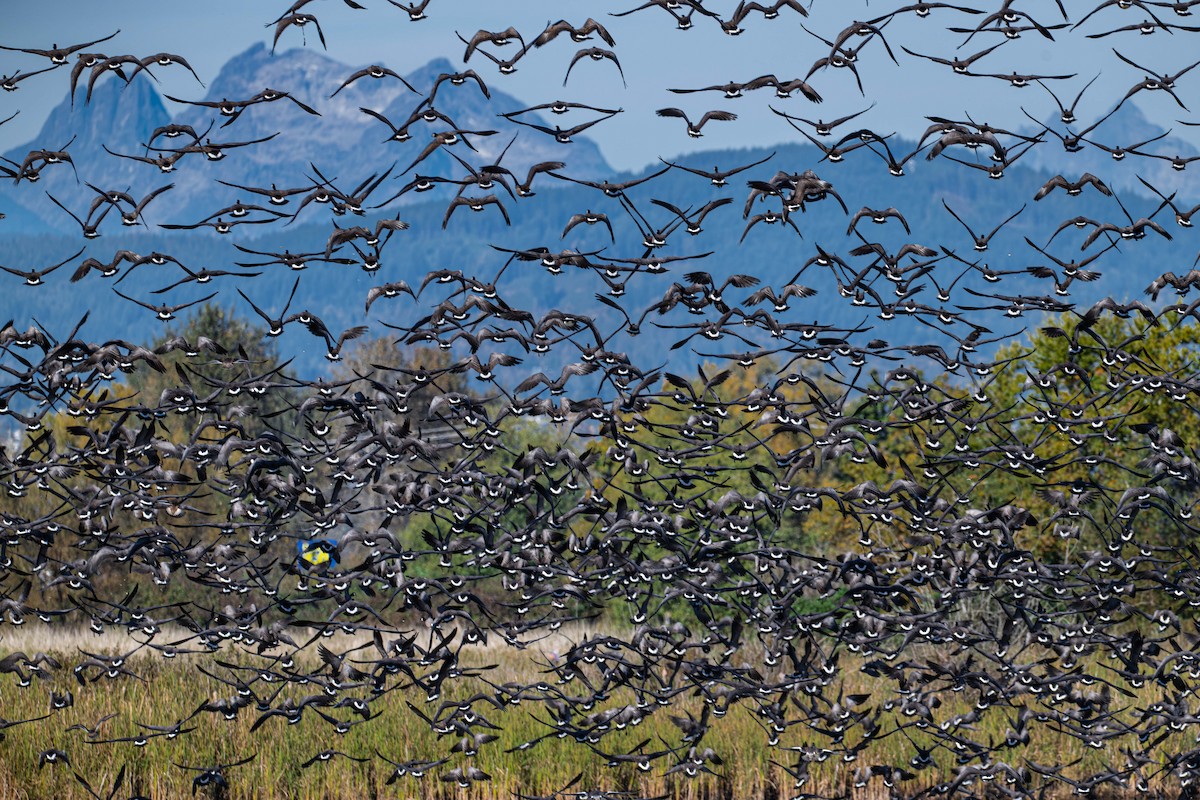 Cackling Goose - ML643616988