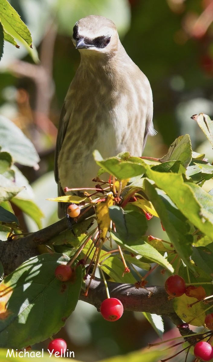 Cedar Waxwing - ML643616990