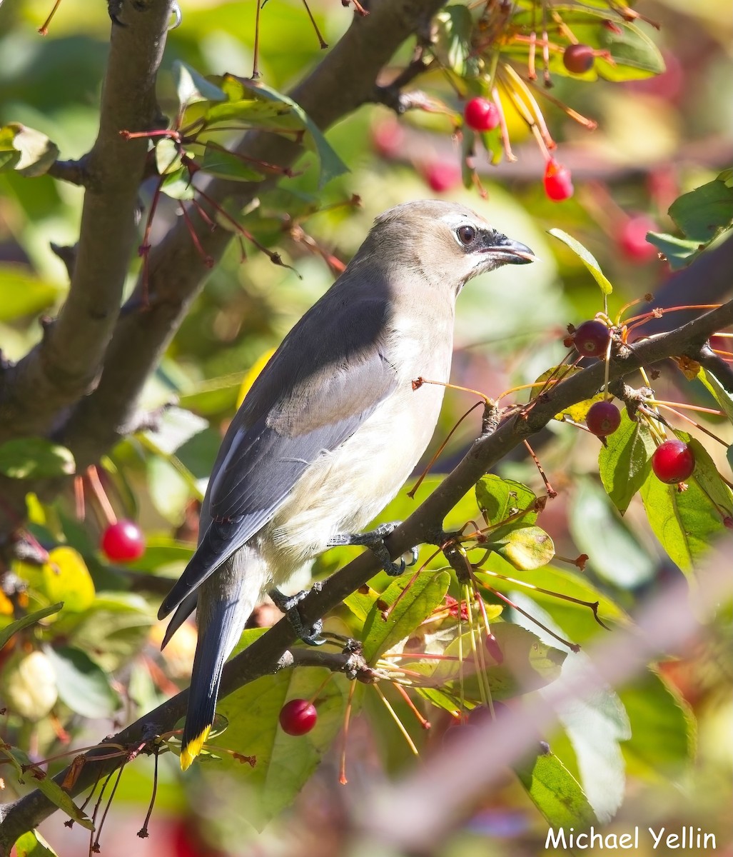 Cedar Waxwing - ML643616991