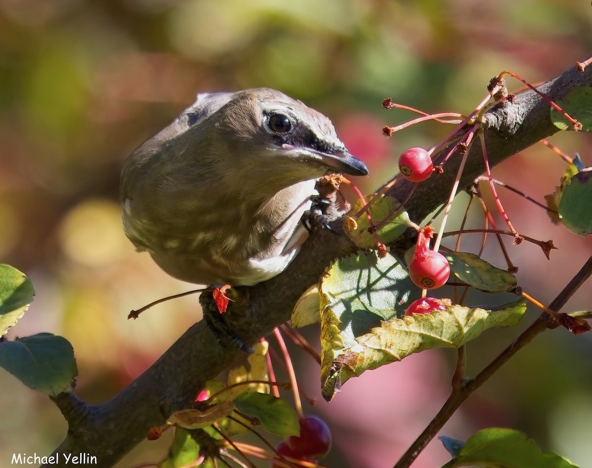 Cedar Waxwing - ML643616997