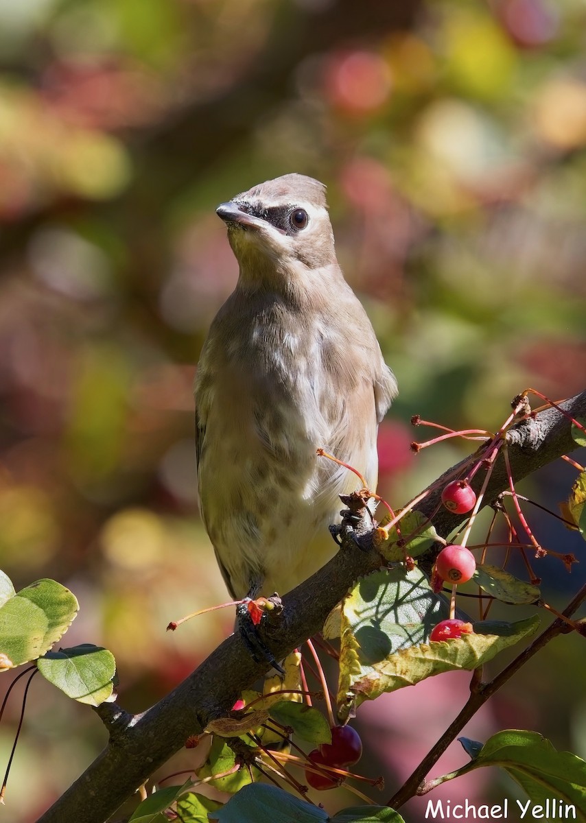 Cedar Waxwing - ML643617002