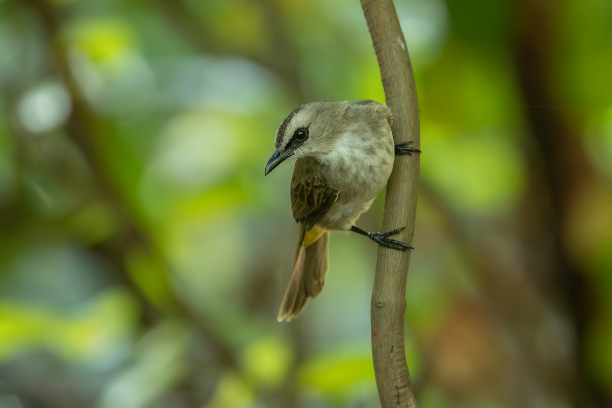 Yellow-vented Bulbul (Sunda) - ML643617007