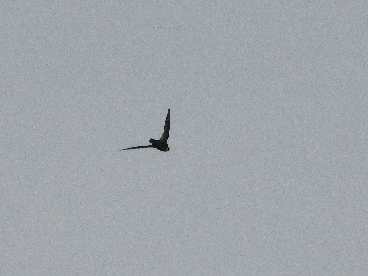 White-collared Swift - ML643617068