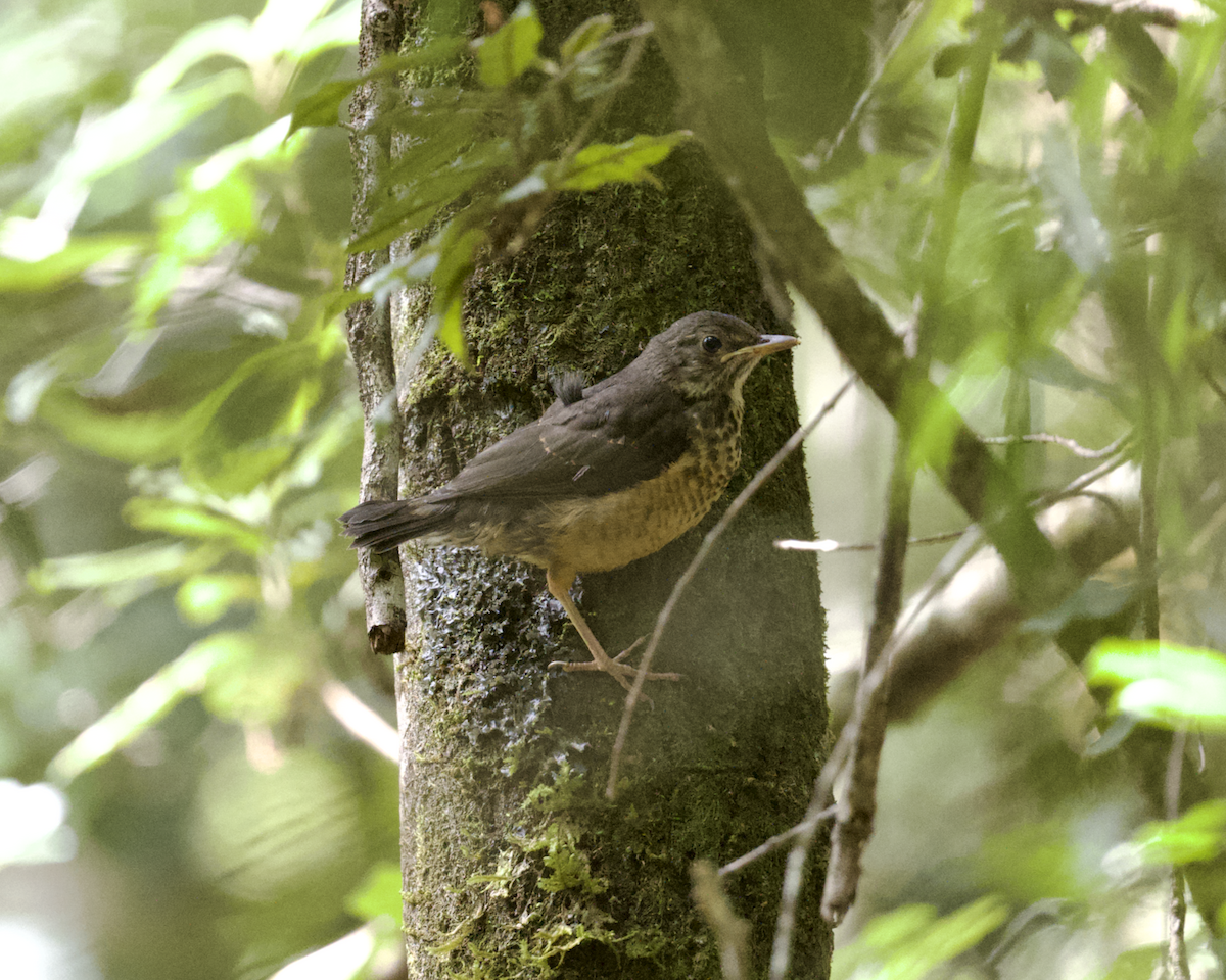 Olive Thrush - ML643617084