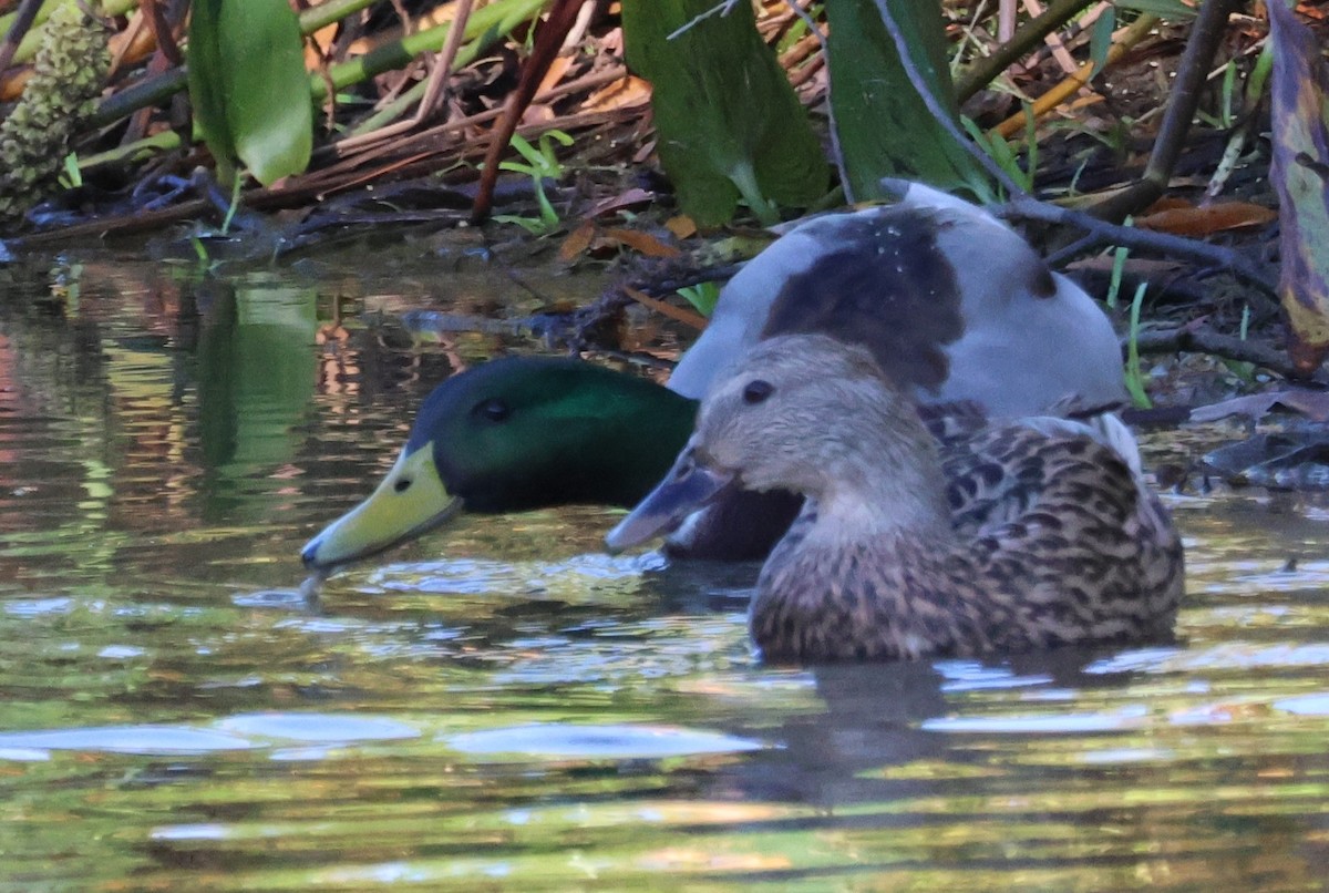 Mallard - ML643617087