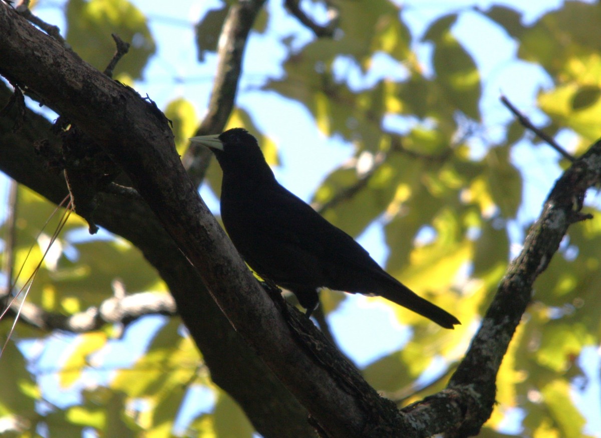 Red-rumped Cacique - ML643617089