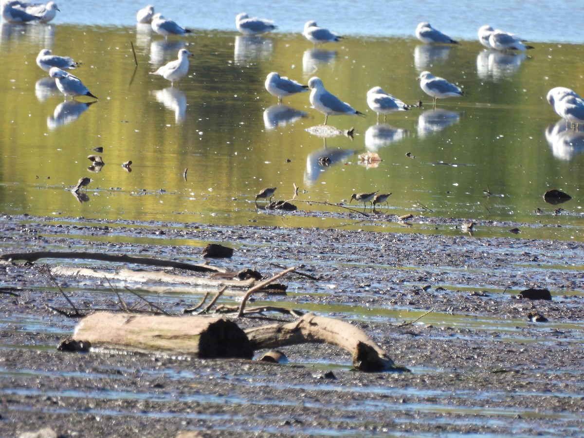 Pectoral Sandpiper - ML643617112