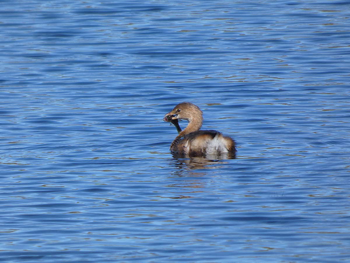 Zampullín Picogrueso - ML643617121