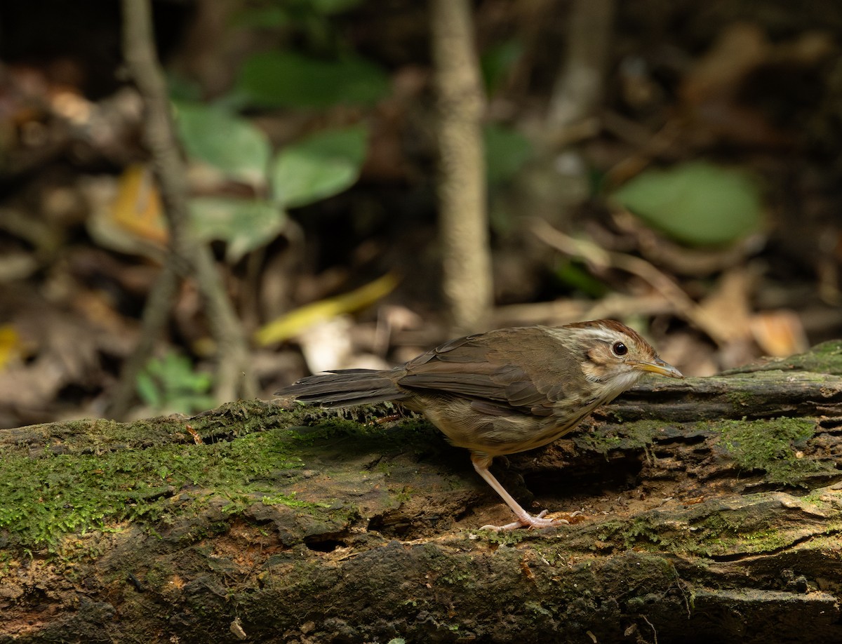Puff-throated Babbler - ML643617136