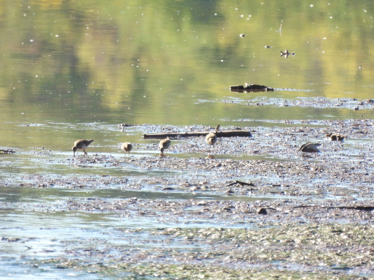 Pectoral Sandpiper - ML643617137