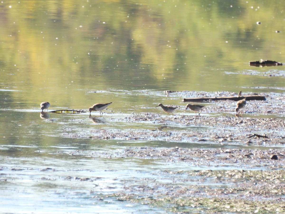 Pectoral Sandpiper - ML643617146