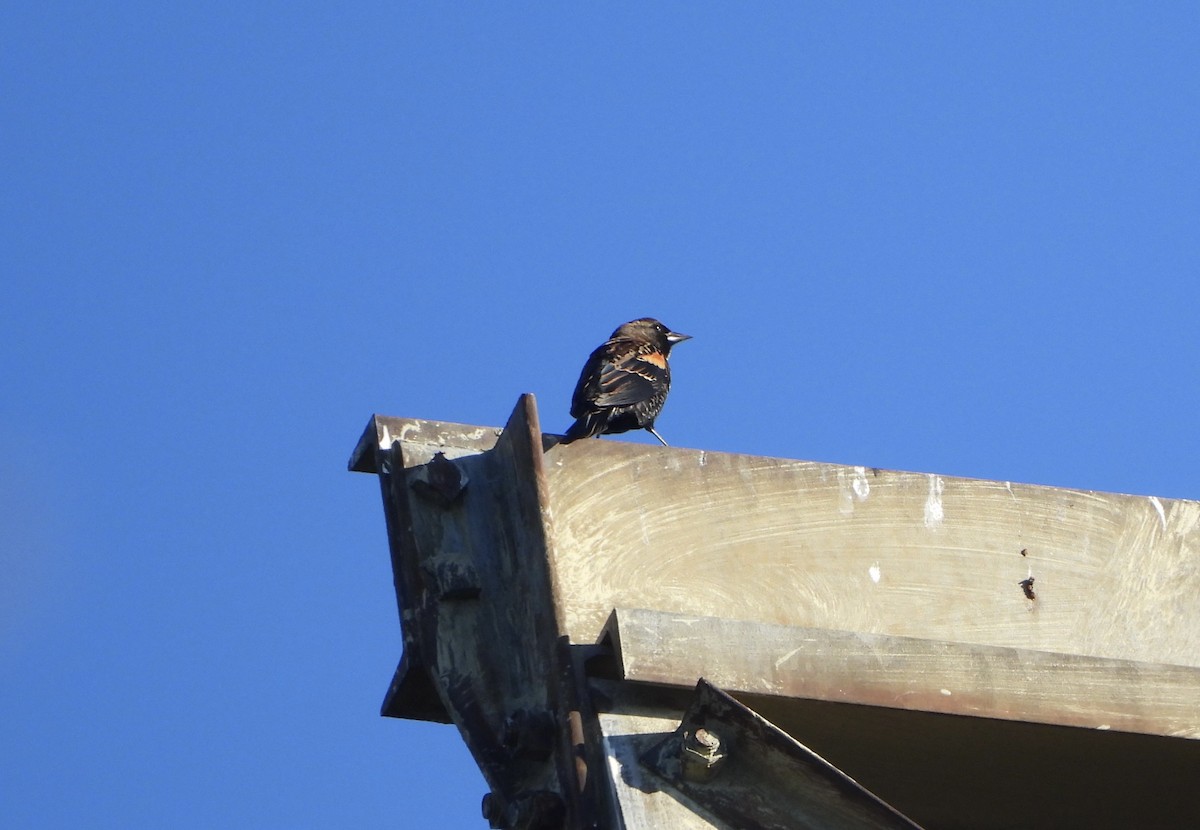Red-winged Blackbird - ML643617155
