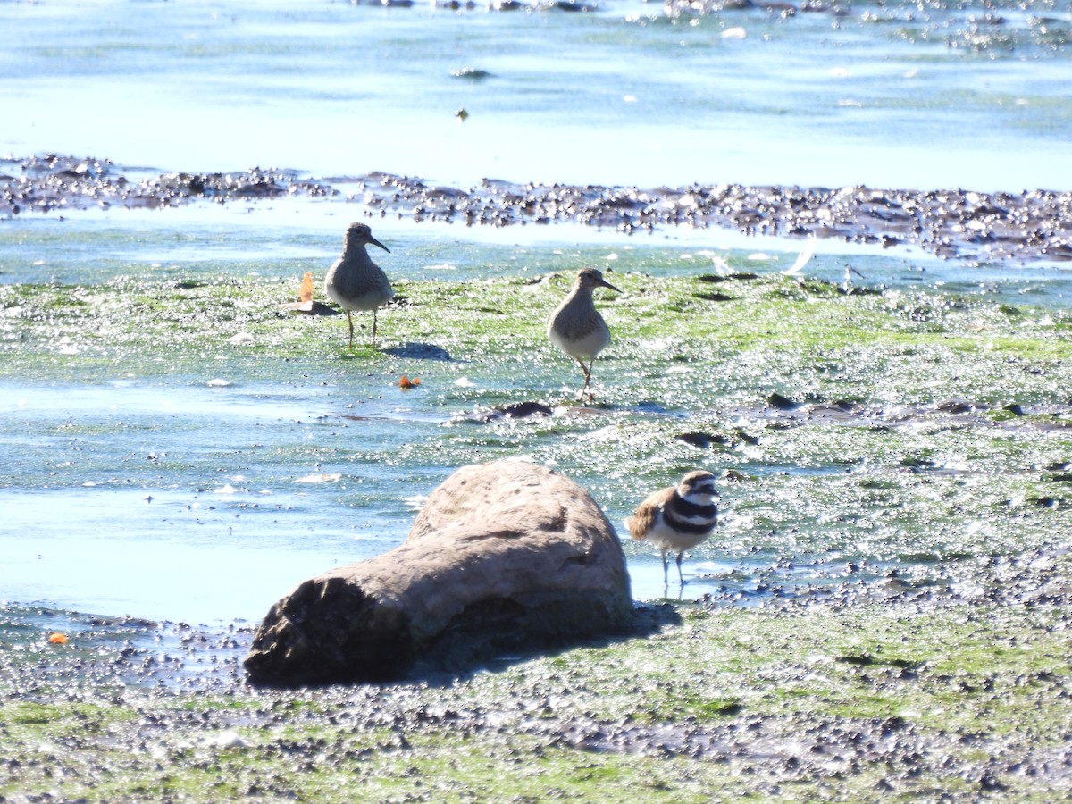 Pectoral Sandpiper - ML643617159